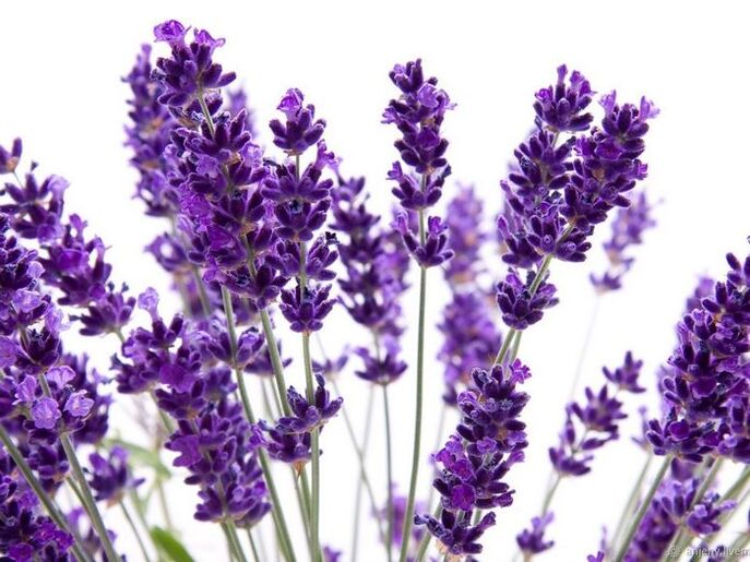 Состав на крем Varicone lavender angustifolia